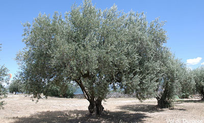Histoire de L'olive